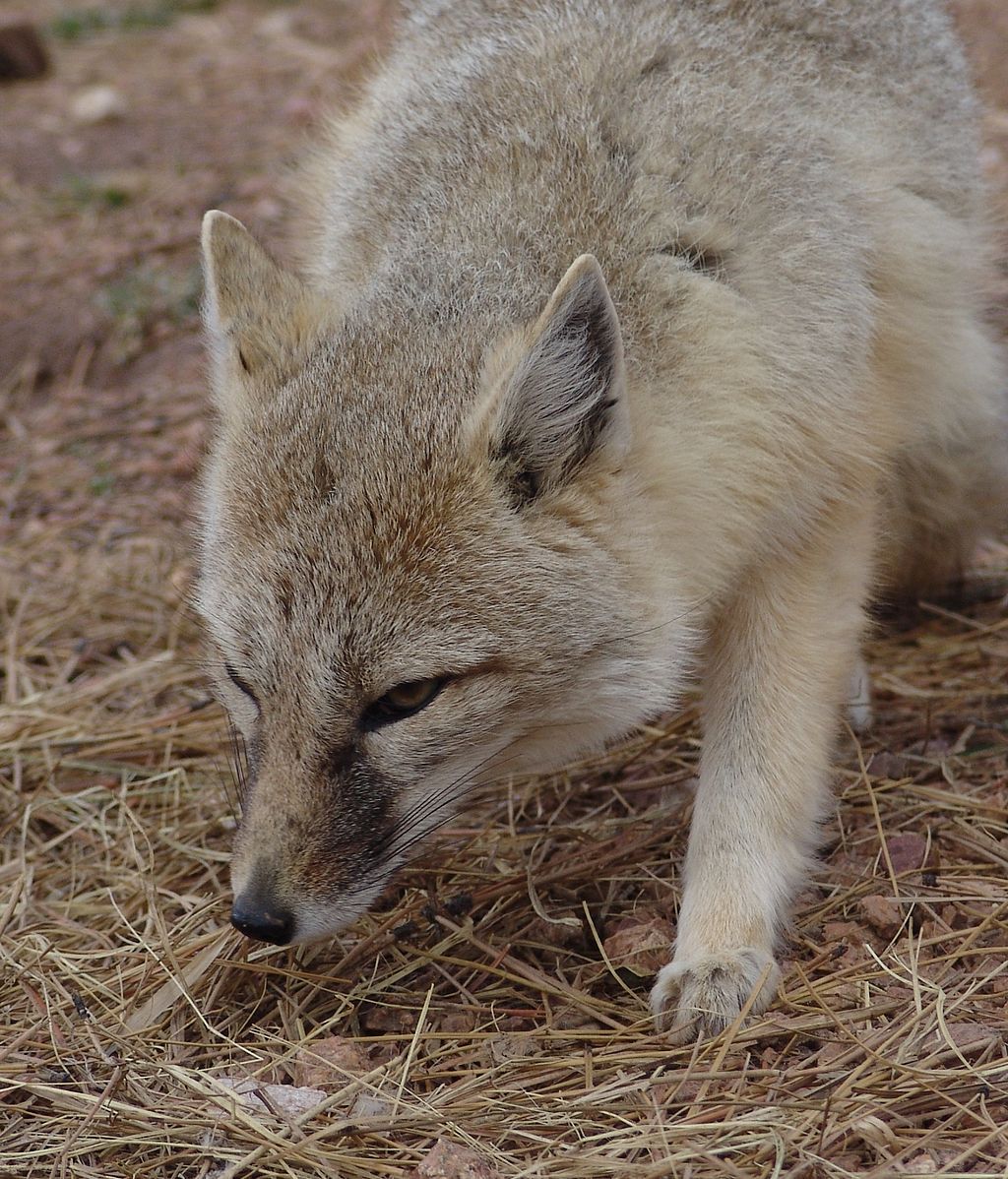 Swift fox at Colorado Wolf and Wildlife Center