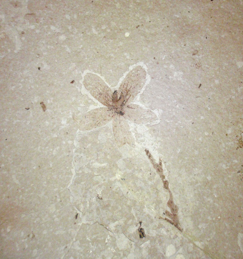 Eocene fossil flower at Florissant Fossil Quarry
