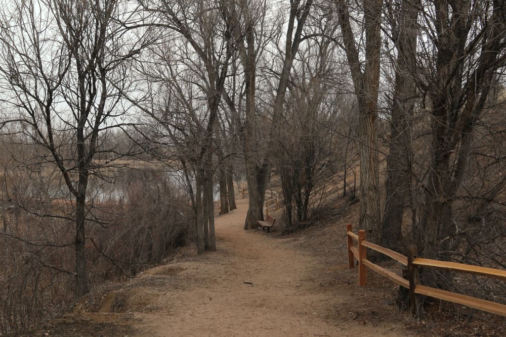 Trail lined with trees at Fountain Creek Regional Park