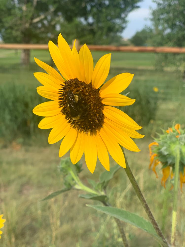 A sunflower at Fountain Creek Regional Park