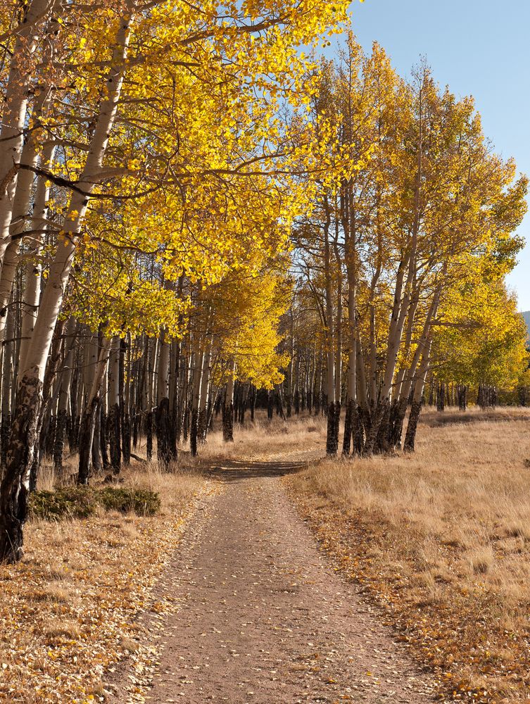 Trail lined with trees at Mueller State Park