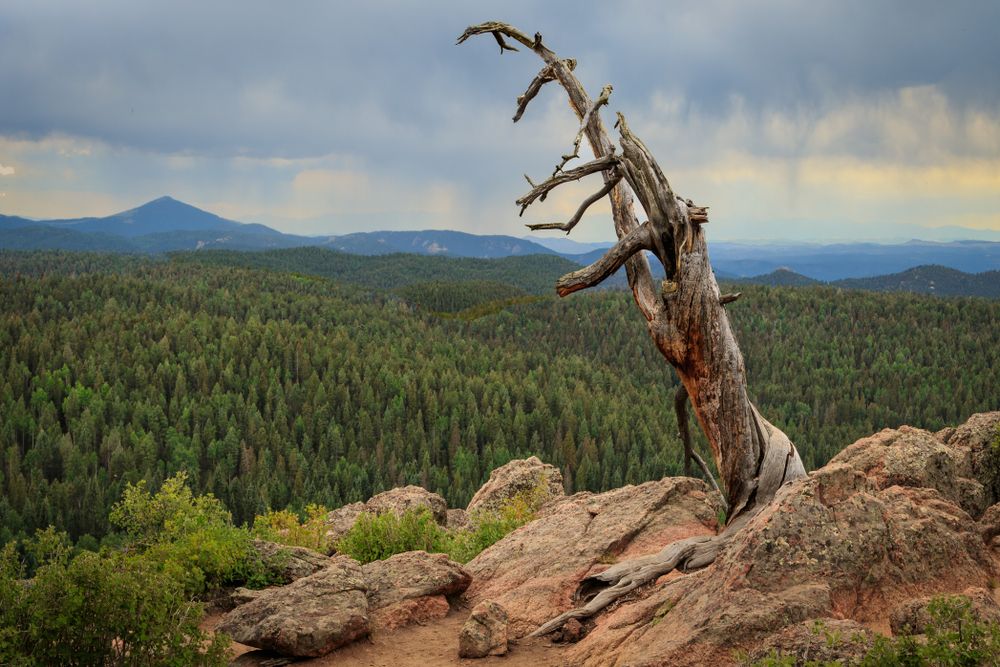 View from a cliff at Mueller State Park