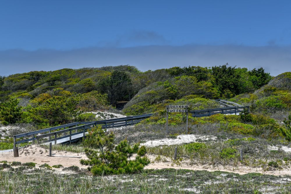 Boardwalk of Sunken Forest