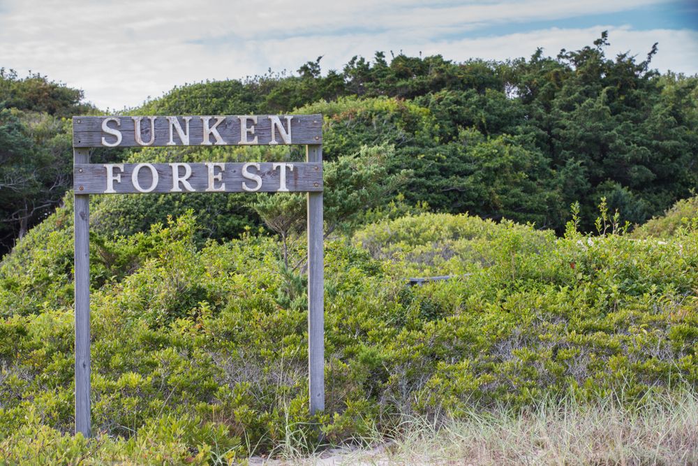 Welcome sign of Sunken Forest