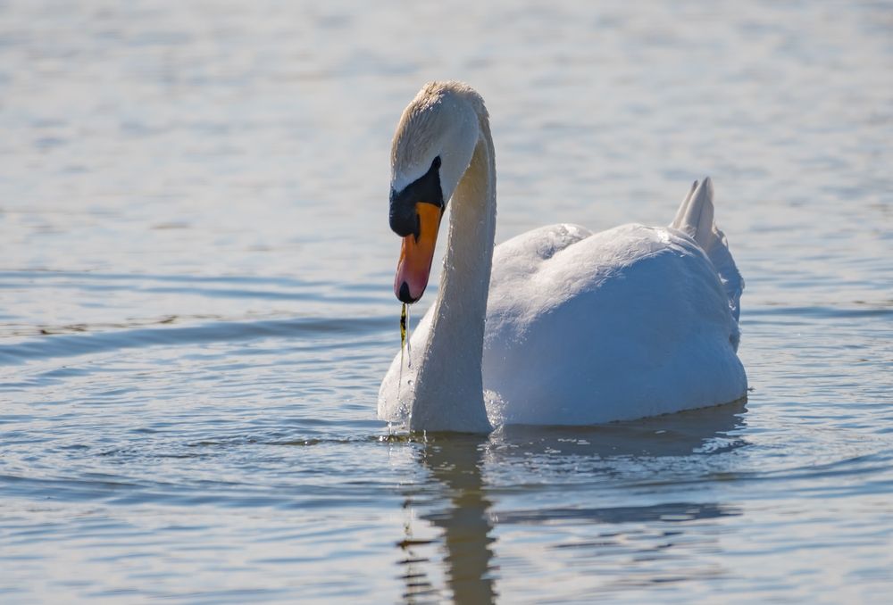 Swan on the waters of Geist Lake