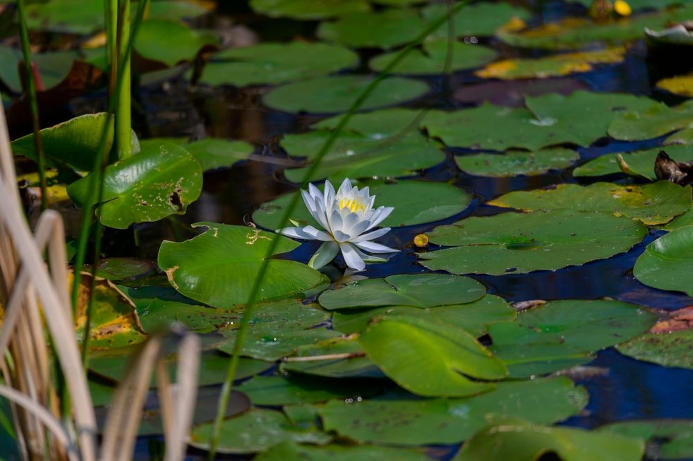 Lily pond at Pokagon State Park