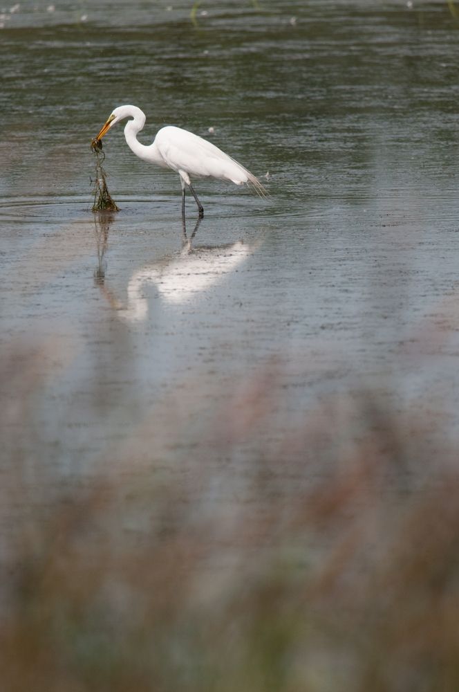 Great egret on Montezuma National Wildlife Refuge's pond