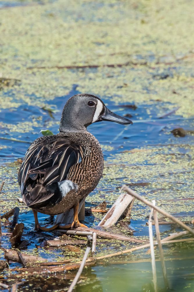 Waterfowl at Montezuma National Wildlife Refuge