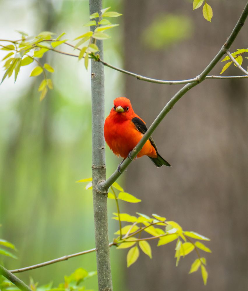 Bird on a branch at Montezuma National Wildlife Refuge