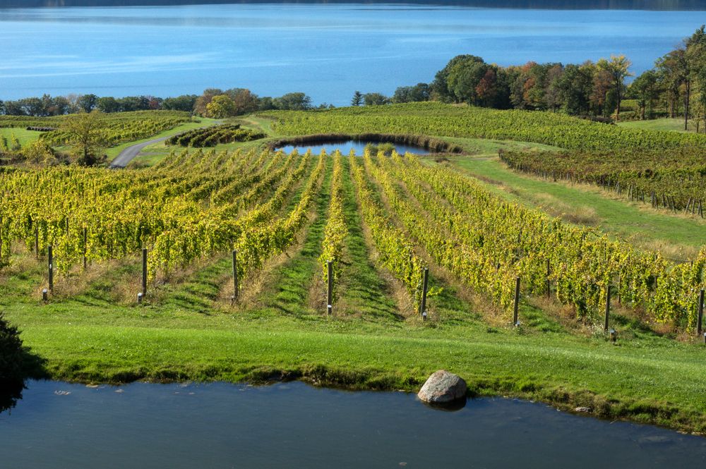 Vineyard at Seneca Lake Wine Trail