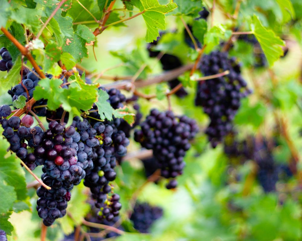 Growing grapes along Seneca Lake Wine Trail