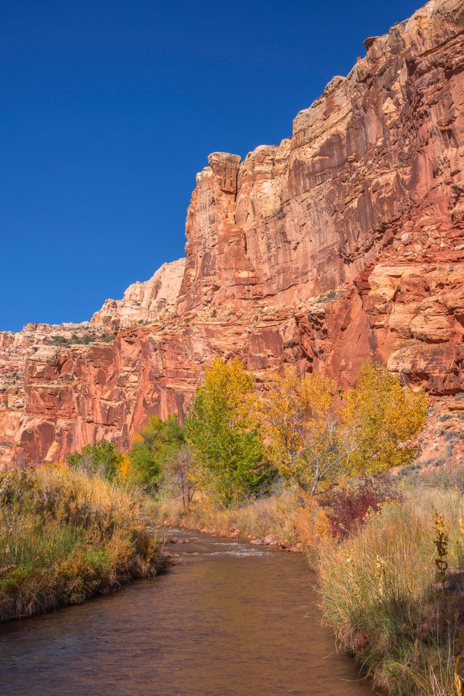 Flora and Fauna at Fremont River