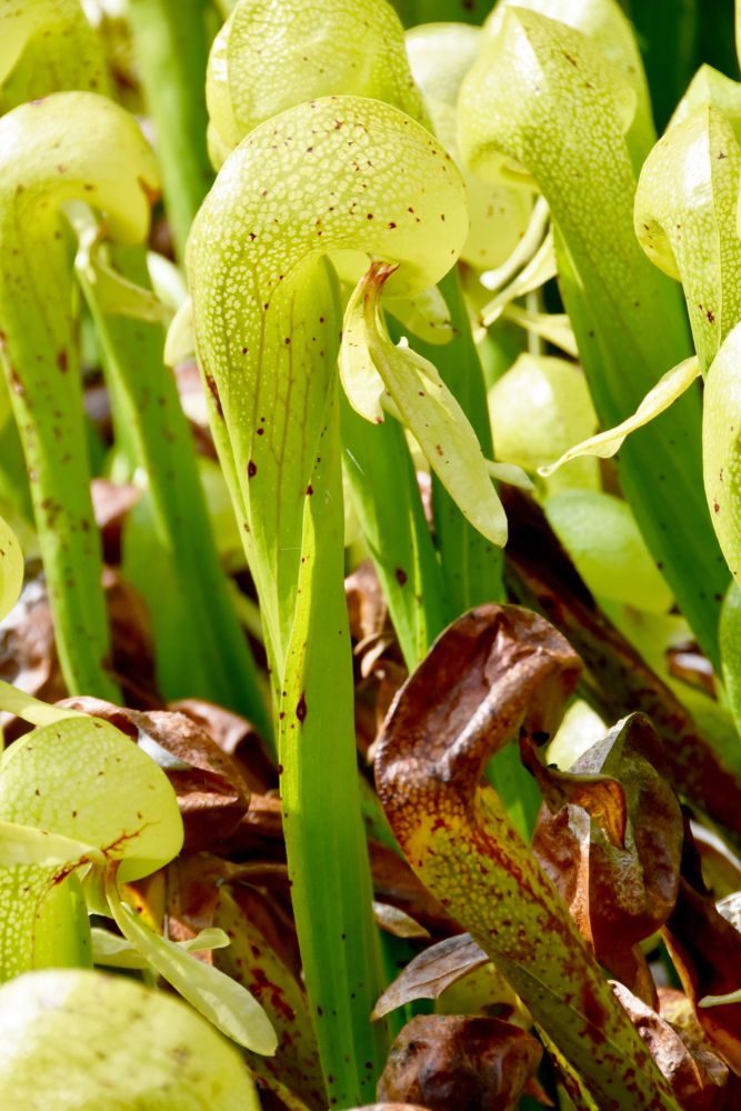 Darlingtonia flower