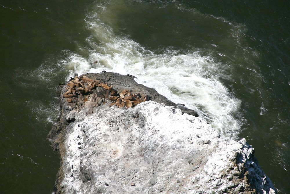 Aerial view of the Sea Lion Caves