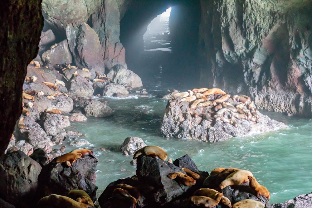 Sea lions resting on rocks inside Sea Lion Caves