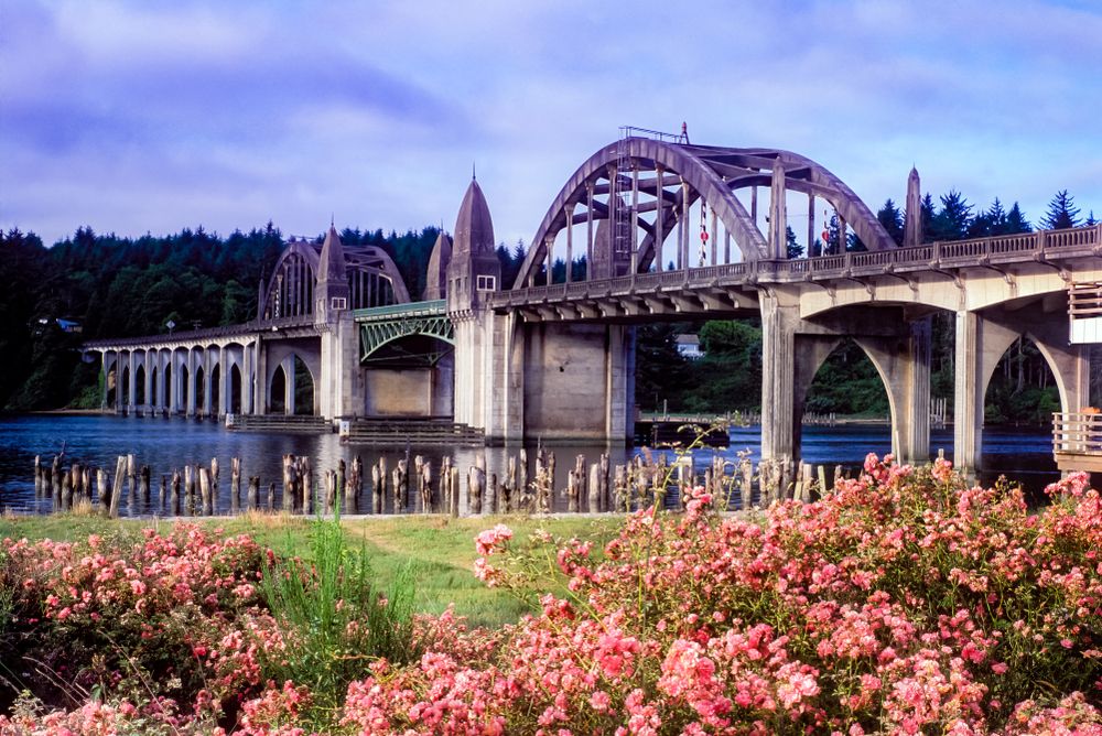 Wild roses near the Siuslaw River Bridge