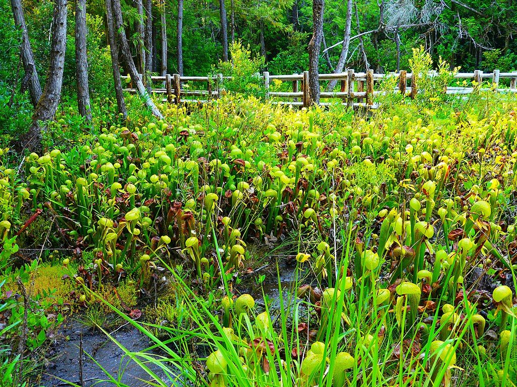 Darlingtonia californica on the ground