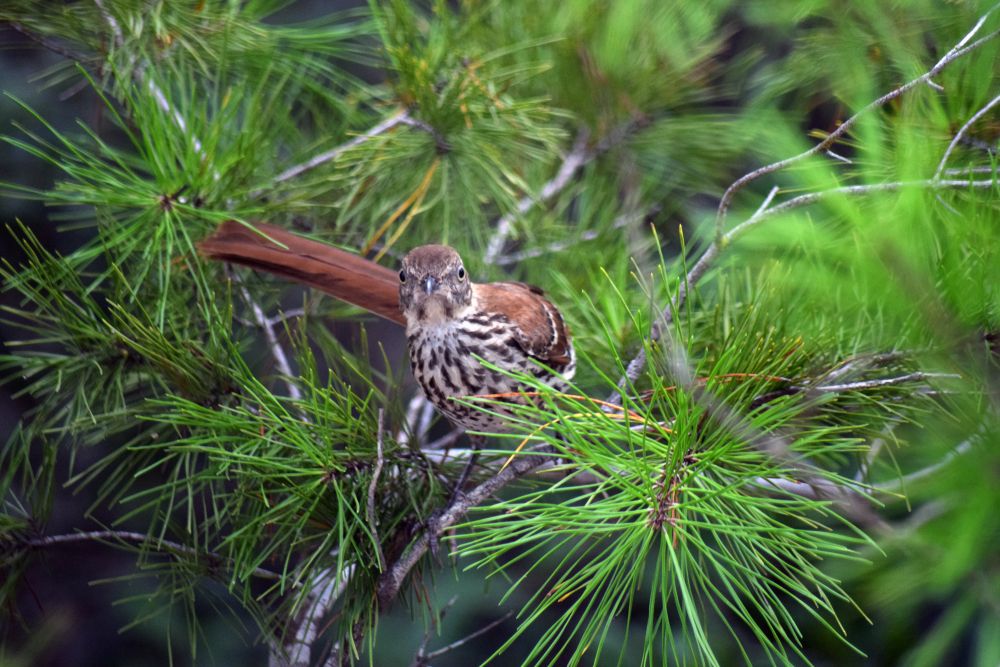 A bird on a branch at Point Washington State Forest