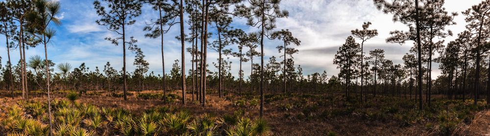 Tall pine trees at Point Washington State Forest