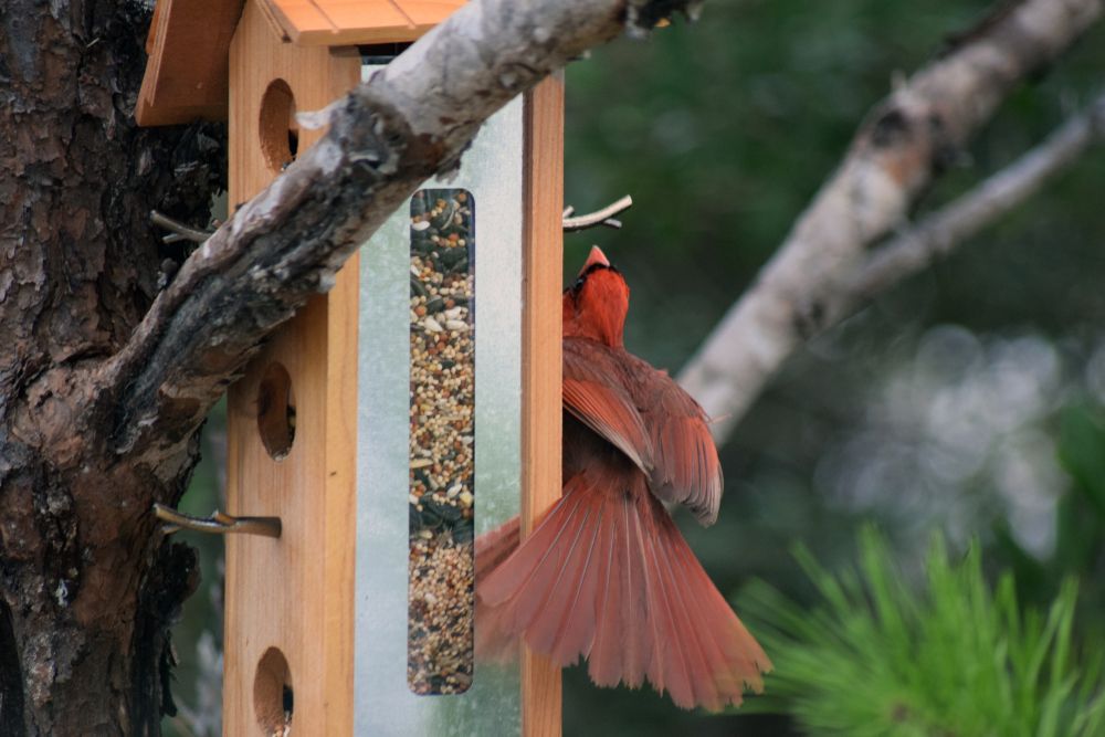 A bird eating from a bird feeder at Point Washington State Forest