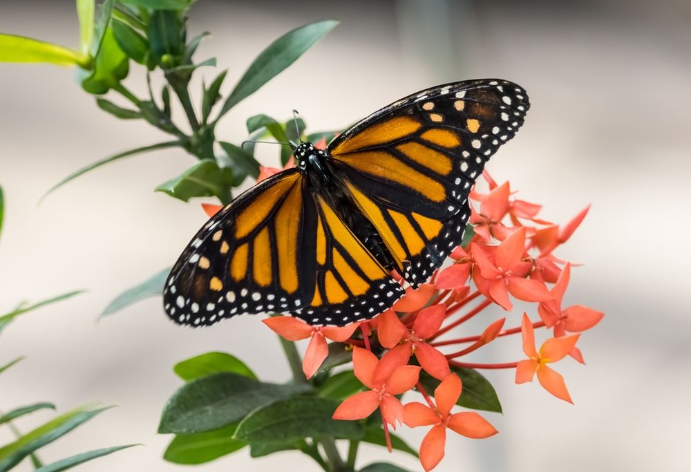 Monarch butterfly at Butterfly Estates