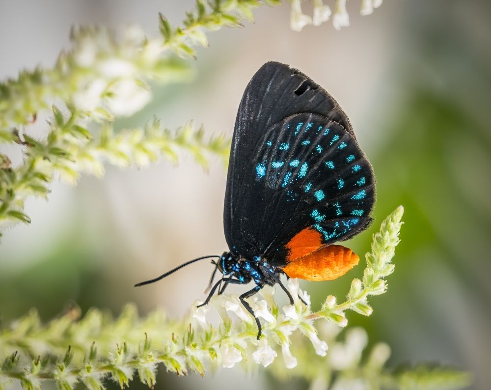 Atala butterfly at Butterfly Estates