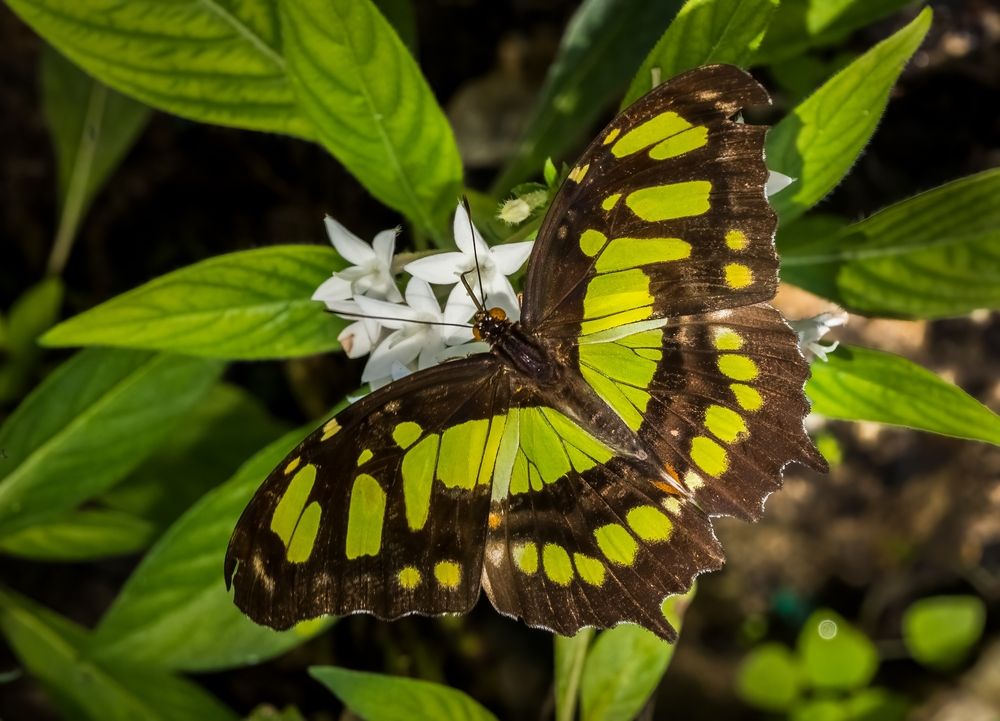 Malachite butterfly at Butterfly Estates