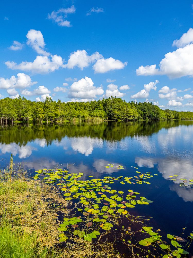 The waters of Six Mile Cypress Slough Preserve
