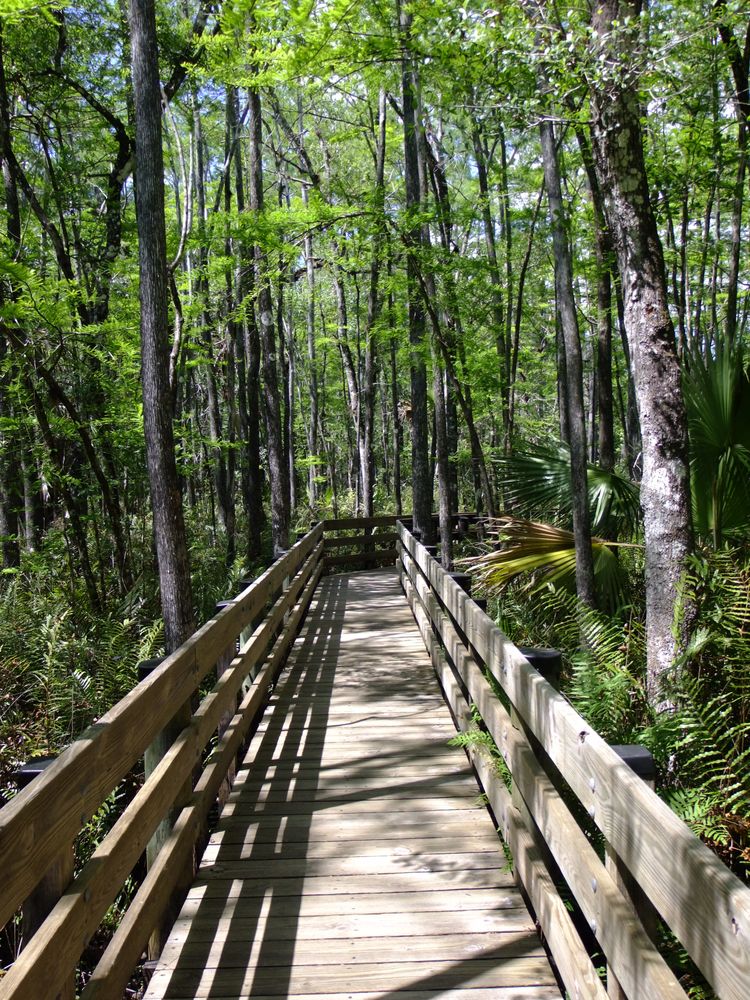 Boardwalk at Six Mile Cypress Slough Preserve