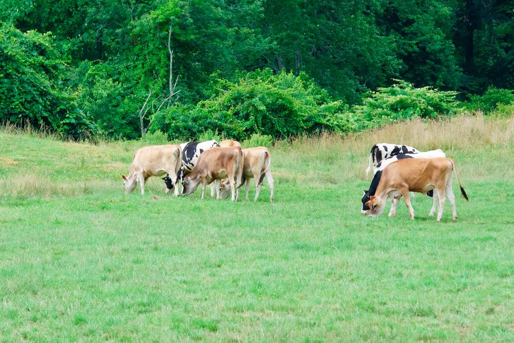 Cows grazing at Eastleigh Farm