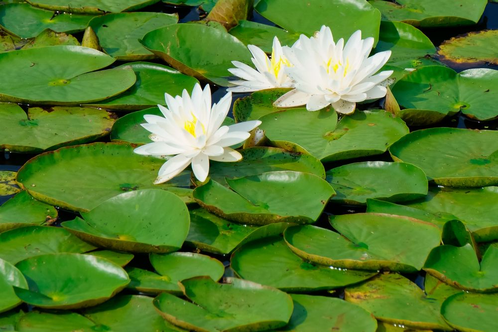 Waterlilies at Farm Pond Park