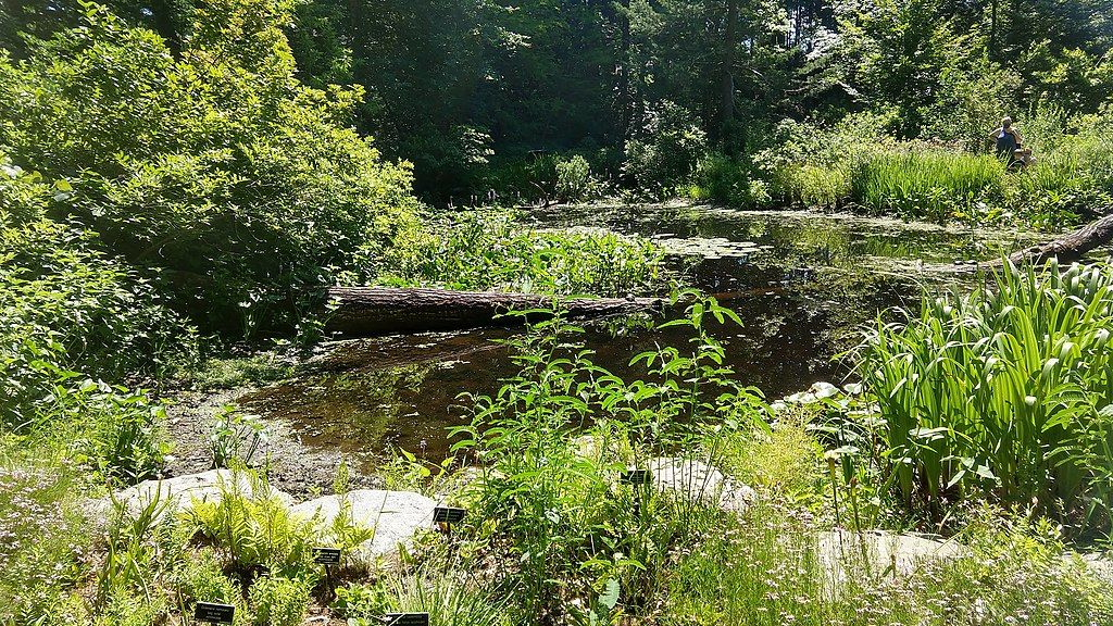 A pond at Garden in the Woods
