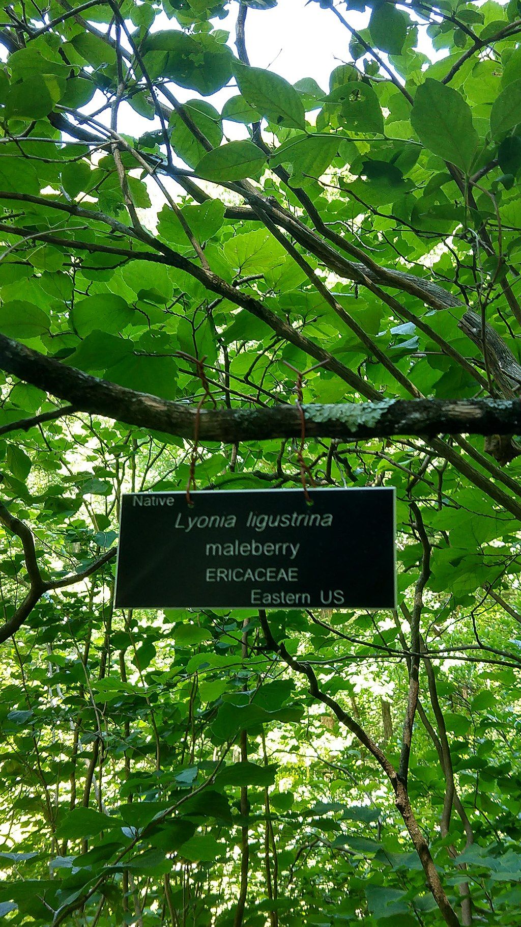 Maleberry tree at Garden in the Woods