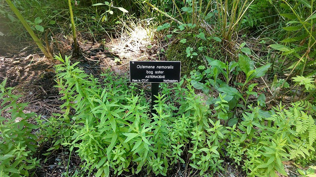 Plants at Garden in the Woods