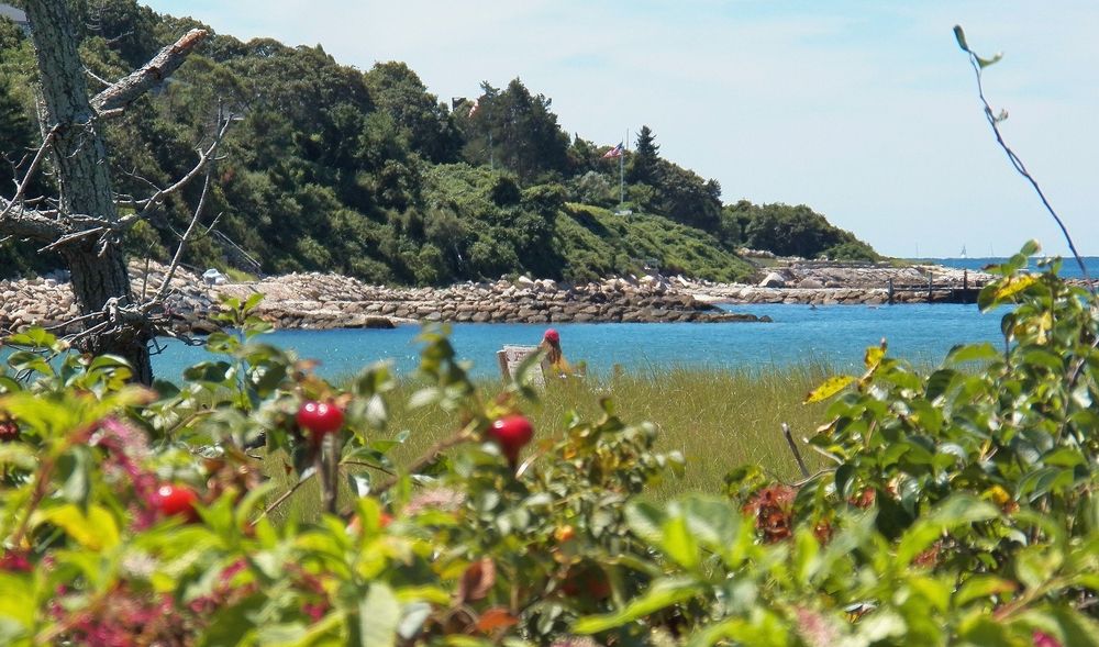 Plants and trees surrounding Old Silver Beach