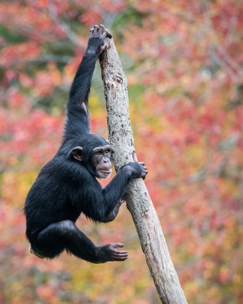 Chimpanzee at Southwick’s Zoo