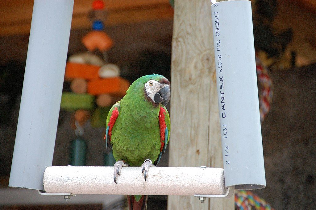 Macaw at Southwick’s Zoo