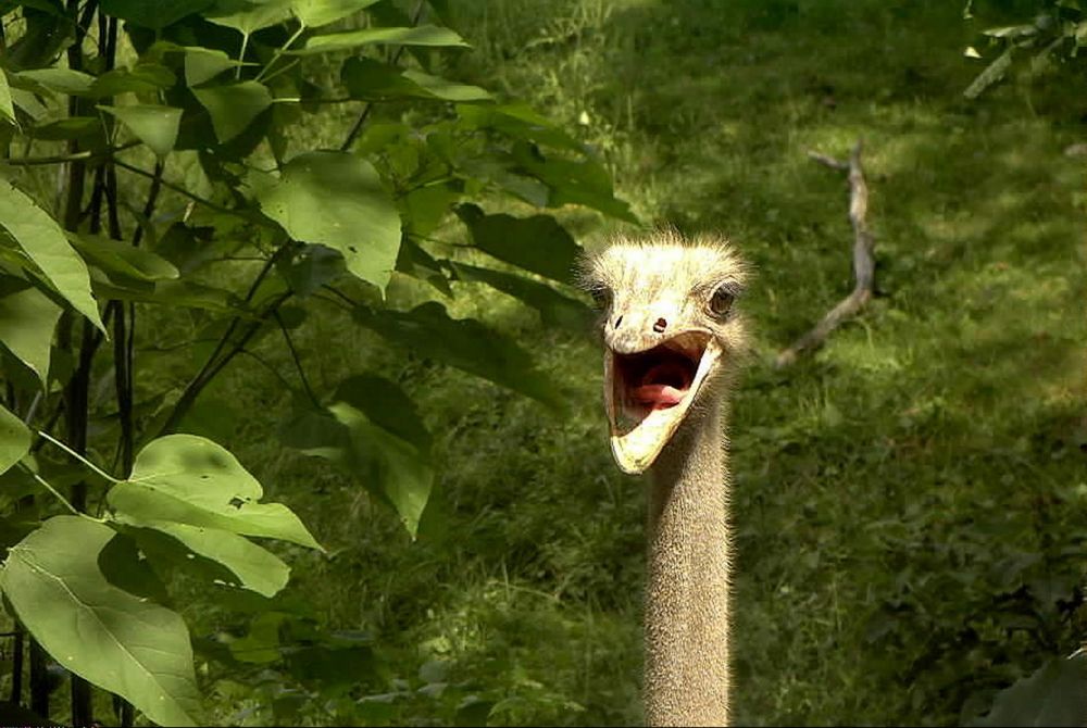 Ostrich at Southwick’s Zoo