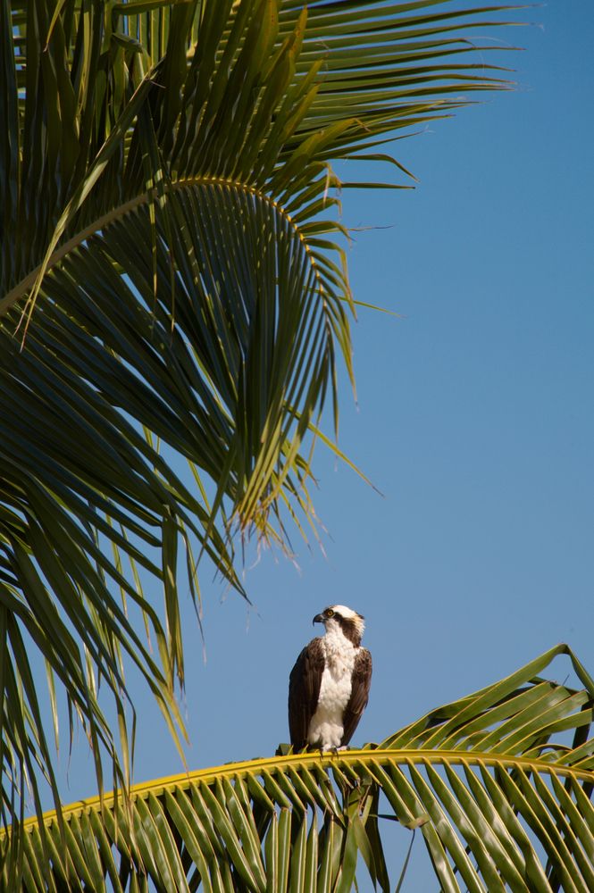 A bird perched on a tree at Bowditch Point Park
