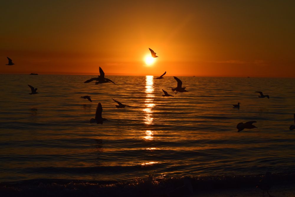 Coastal birds at Lovers Key State Park