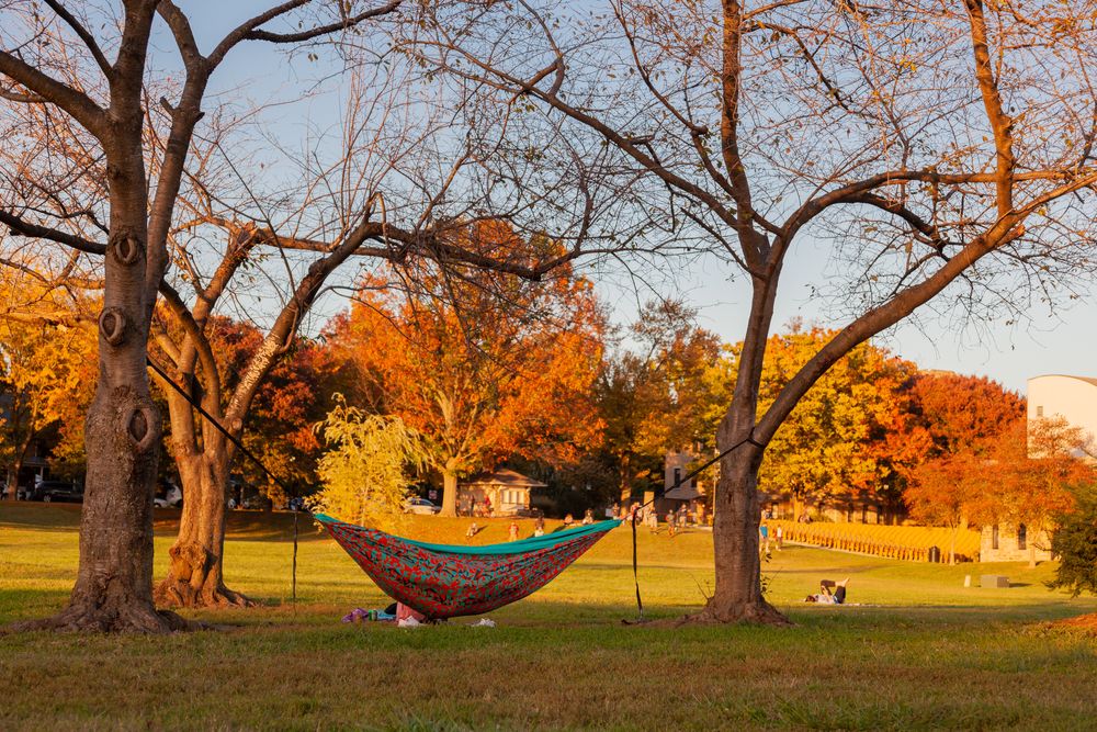 A hammock at Baker Park