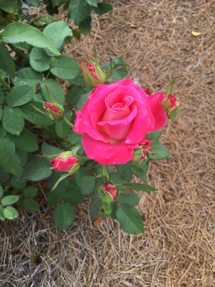 A pretty flower at Fayetteville Rose Garden