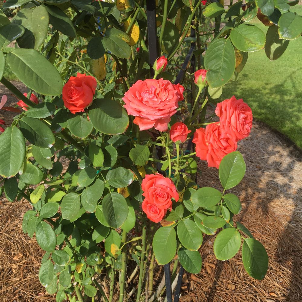 Vibrant roses at Fayetteville Rose Garden