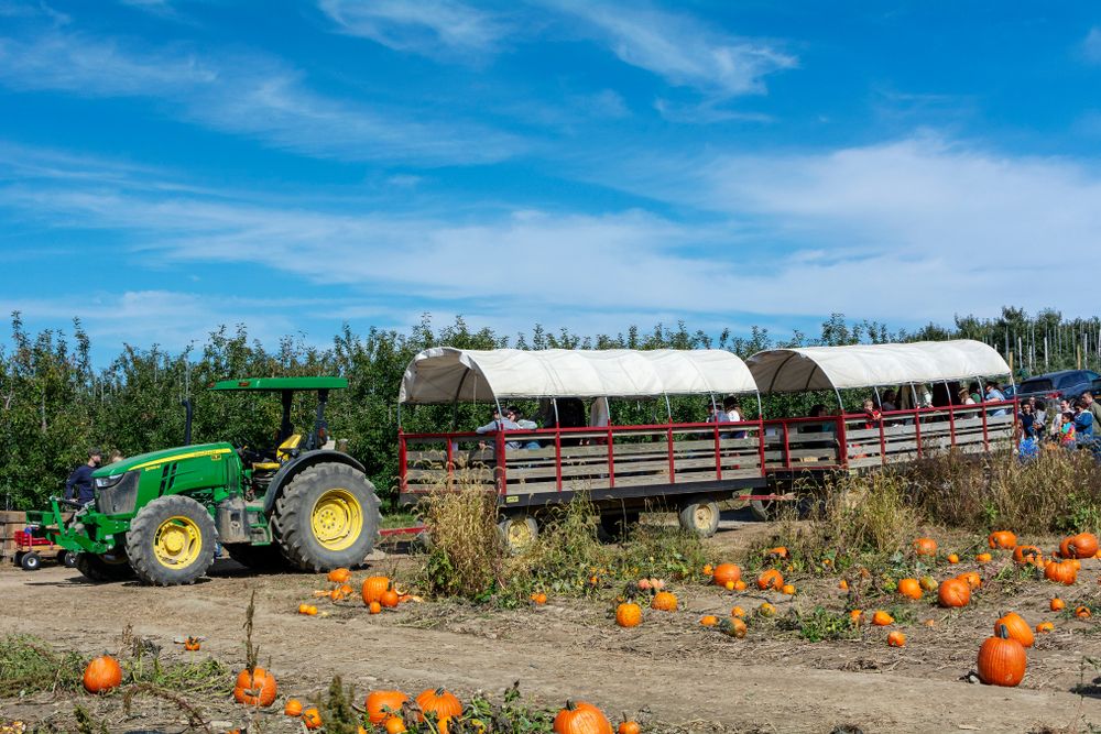 Tourists on a hayride along Fishkill Farms' pumpkin patch