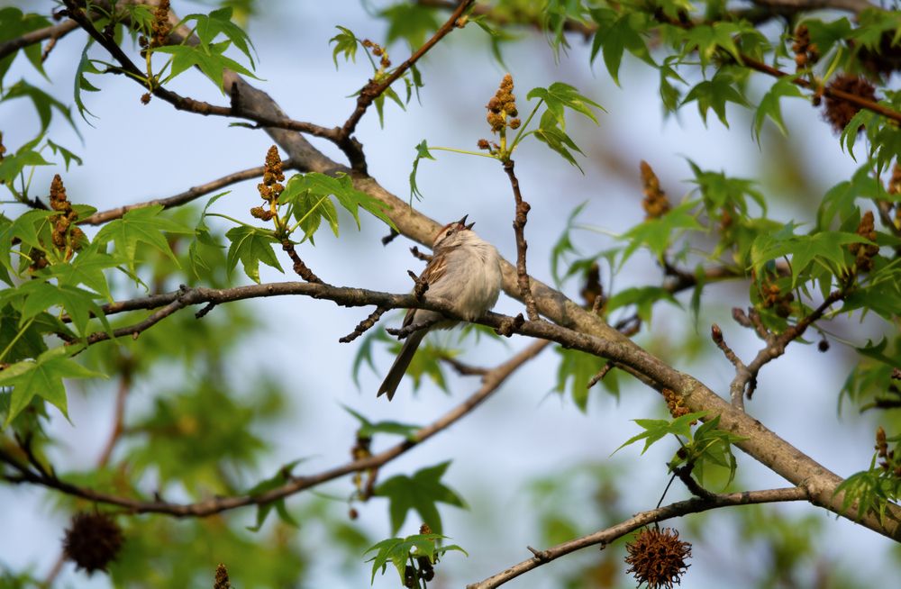 Bird perched on a tree at Van Buren State Park
