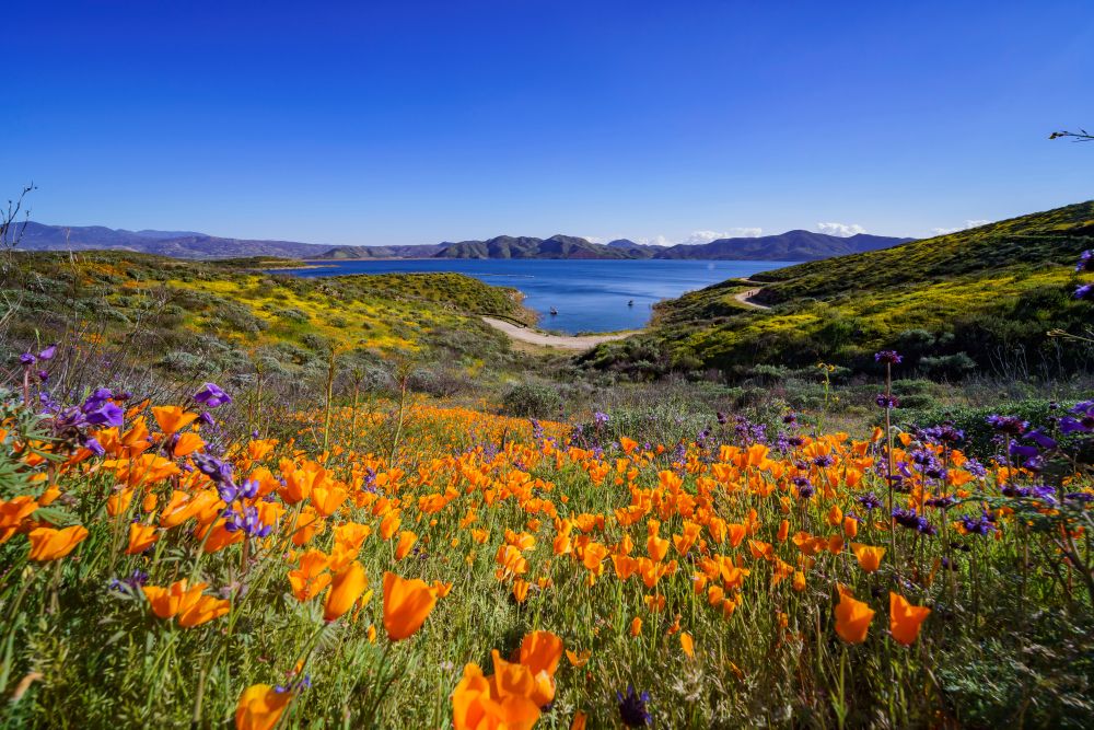 Beautiful wild flower blossom along the hiking trails of Diamond Valley Lake, Hemet, California.