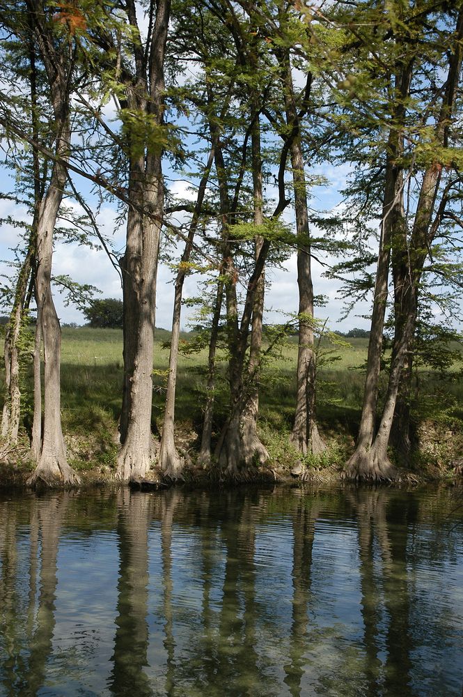View of Trees in Medina River