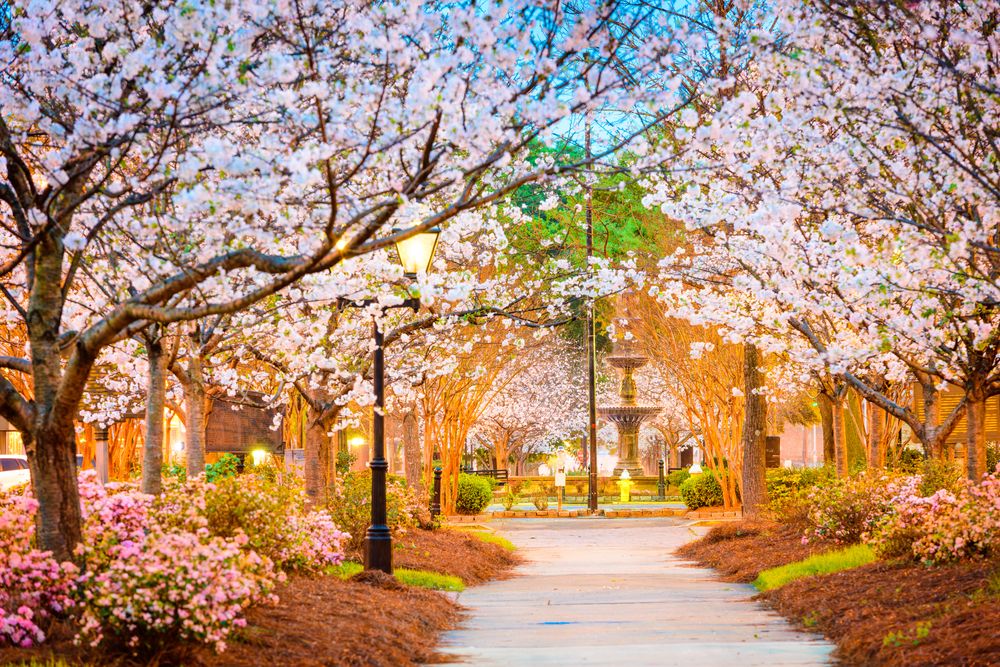 Bright colored cherry blossom trees