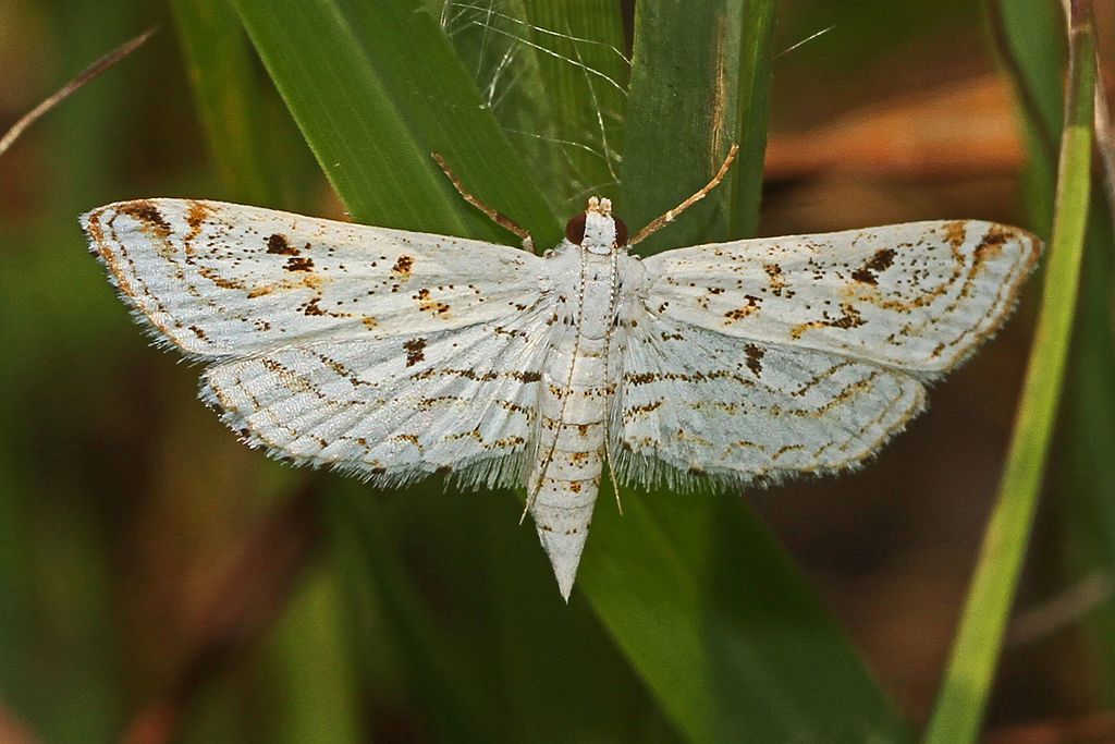A type of moth at Piedmont National Wildlife Refuge