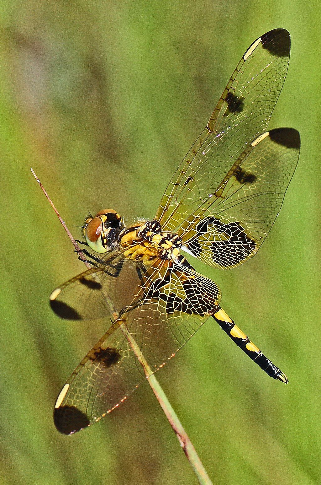 A Calico Pennant at Piedmont National Wildlife Refuge